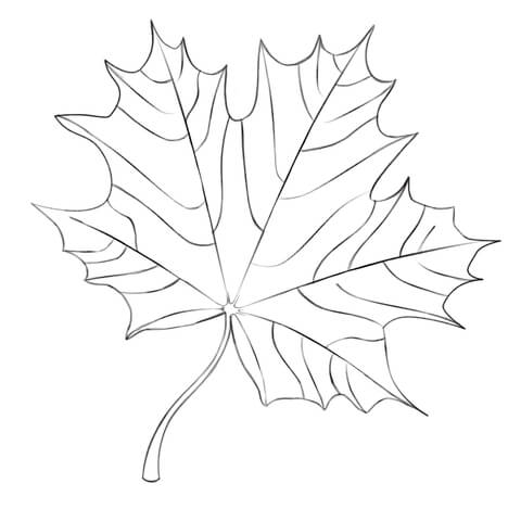 Maple Leaf Coloring Page